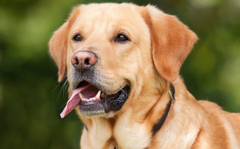 Profile Anjing: Labrador Retriever