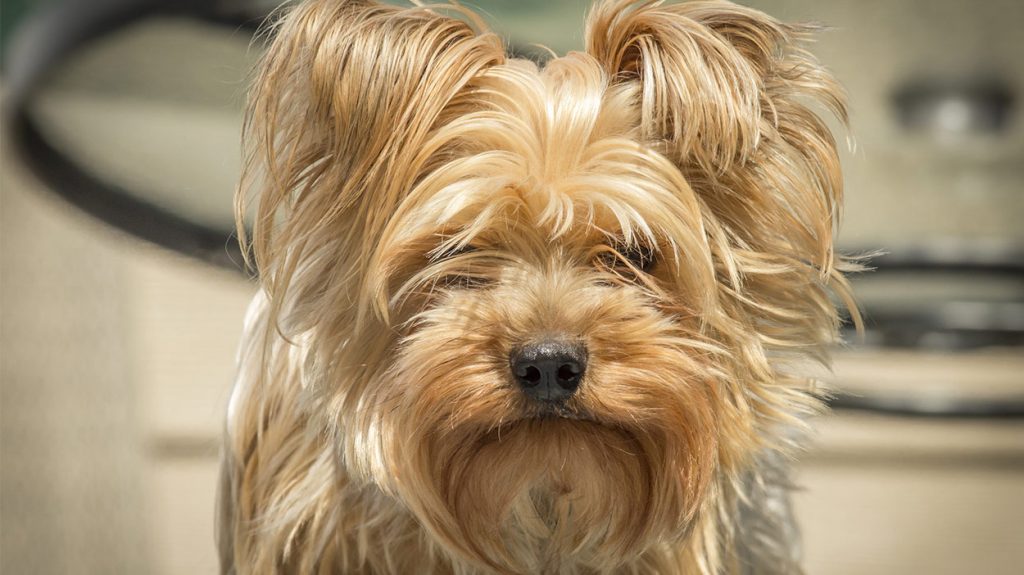 Profile Anjing: Yorkshire Terrier