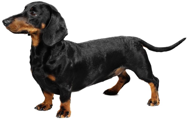 Profile Anjing: Dachshund