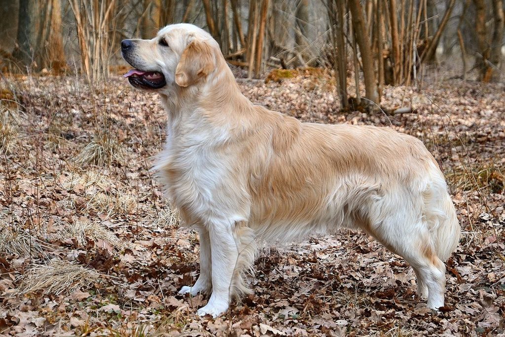 Profile Anjing: Golden Retriever