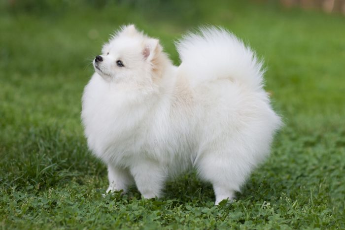 Profile Anjing: Pomeranian