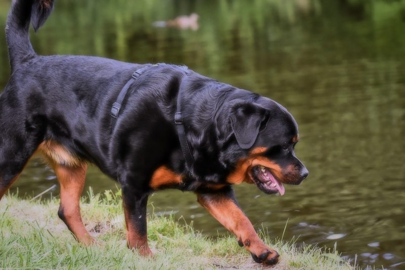 Profile Anjing: Rottweiler