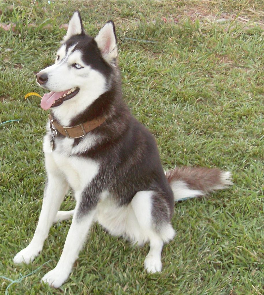 Profile Anjing: Siberian husky