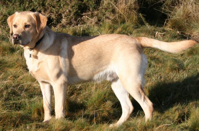 Profile Anjing: Labrador Retriever