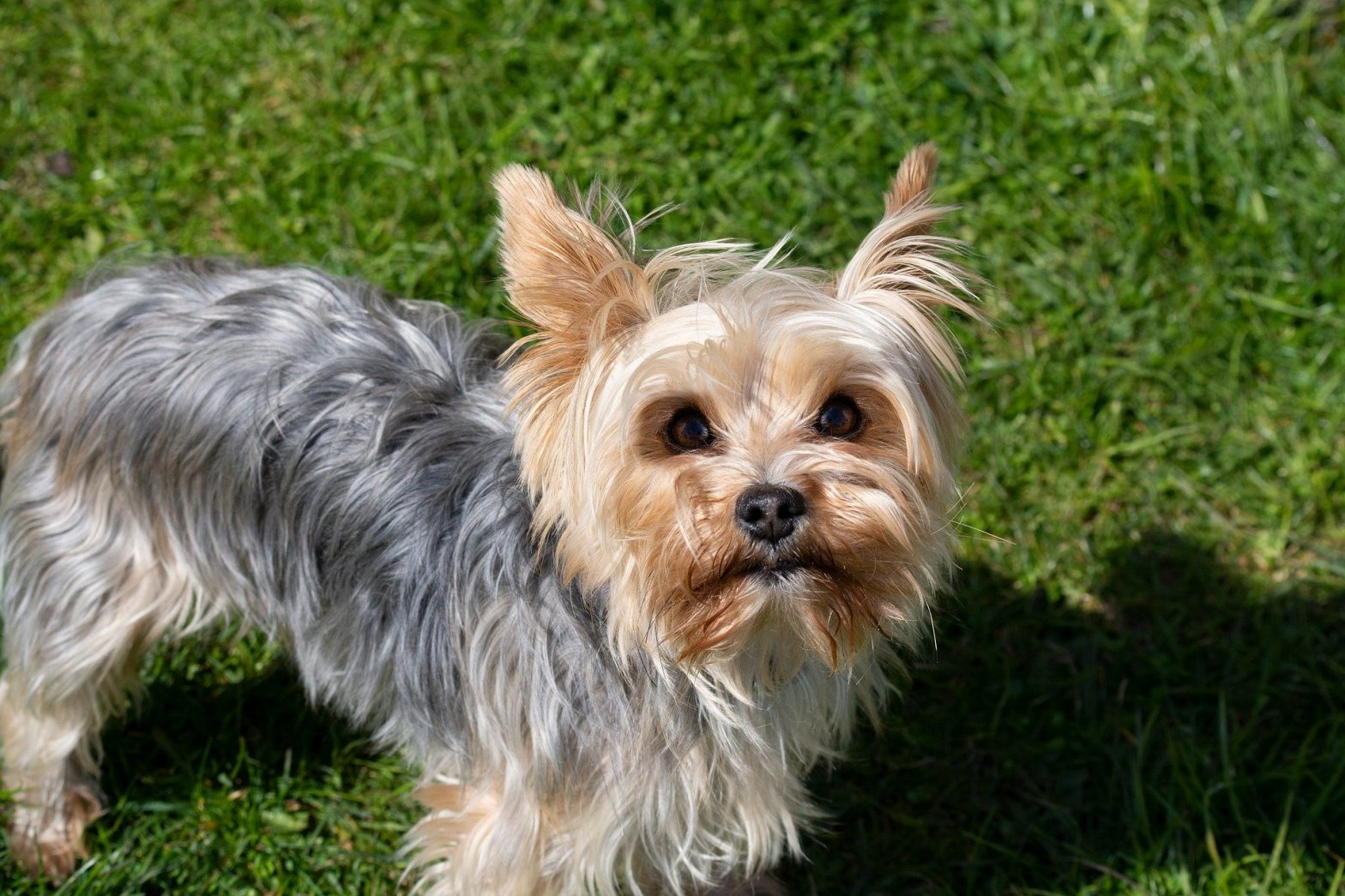 Profile Anjing: Yorkshire Terrier