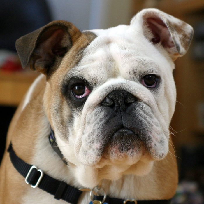 Profile Anjing: Bulldog