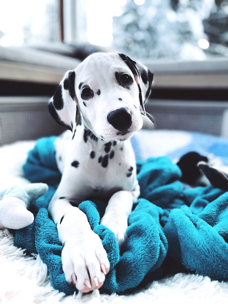 Profile Anjing: Dalmatian