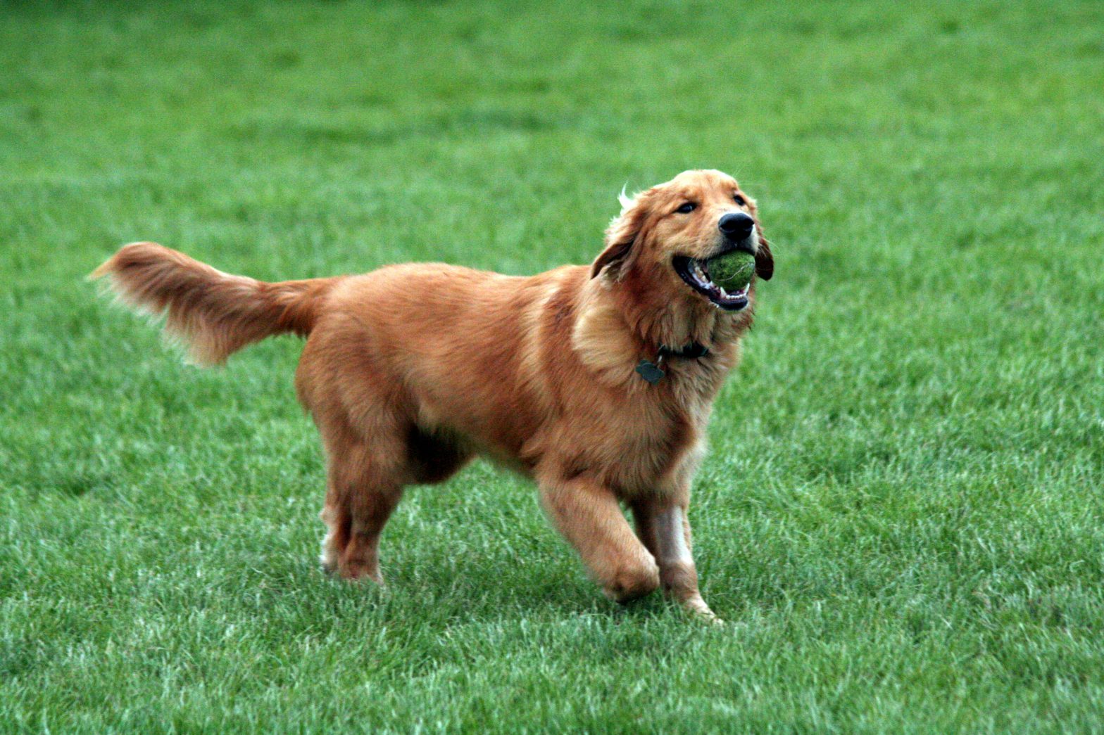Profile Anjing: Golden Retriever