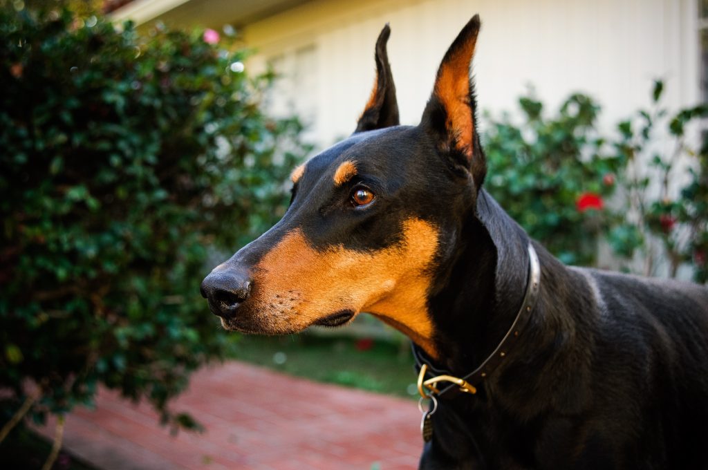 Profile Anjing: Pinscher Doberman