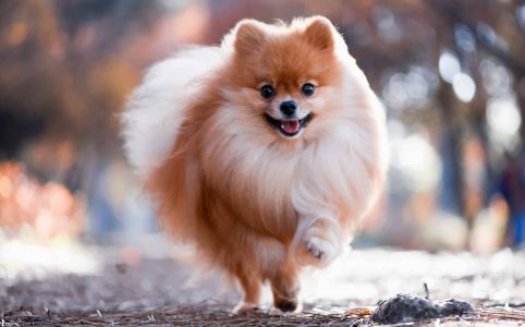 Profile Anjing: Pomeranian