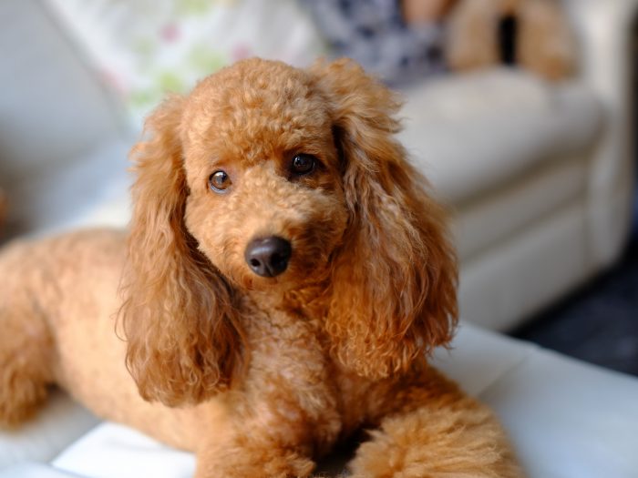 Profile Anjing: Poodle