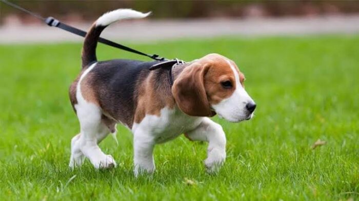 Beagle Anjing Penjelajah yang Ramah dan Setia