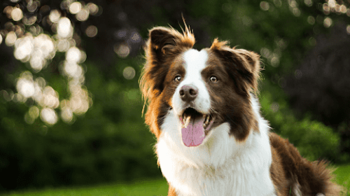 Border Collie Anjing Pintar dan Penuh Energik 