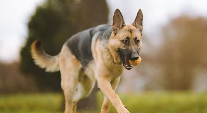German Shepherd, Anjing Penjaga yang Cerdas dan Setia