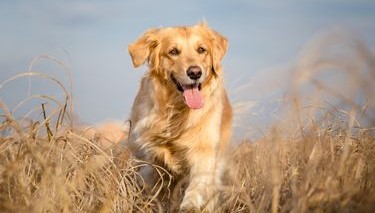 Golden Retriever, Anjing yang Ramah dan Setia